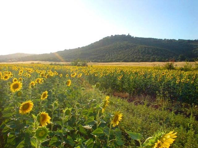 Agriturismo Lupo Vecchio Grosseto Eksteriør bilde